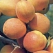 Абрикос 'Северный триумф'