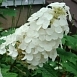 Гортензия дуболистная 'Сноу Квин'