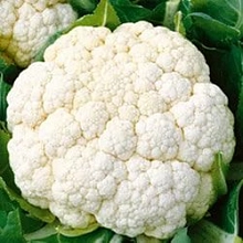 Капуста цветная 'Альфа'
