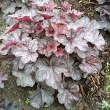Гейхера гибридная 'Пьютер Мун'
