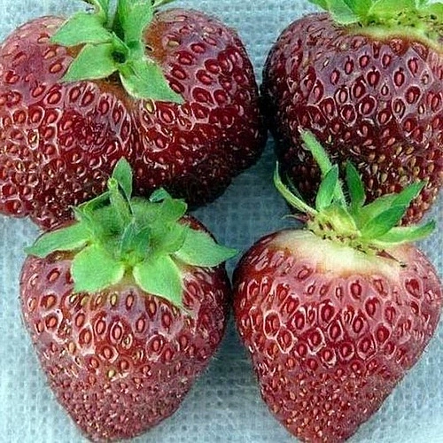 Земляника (клубника) 'Сибирячка'