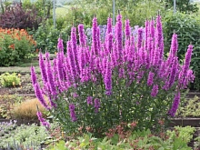 Дербенник иволистный 'Робин' 