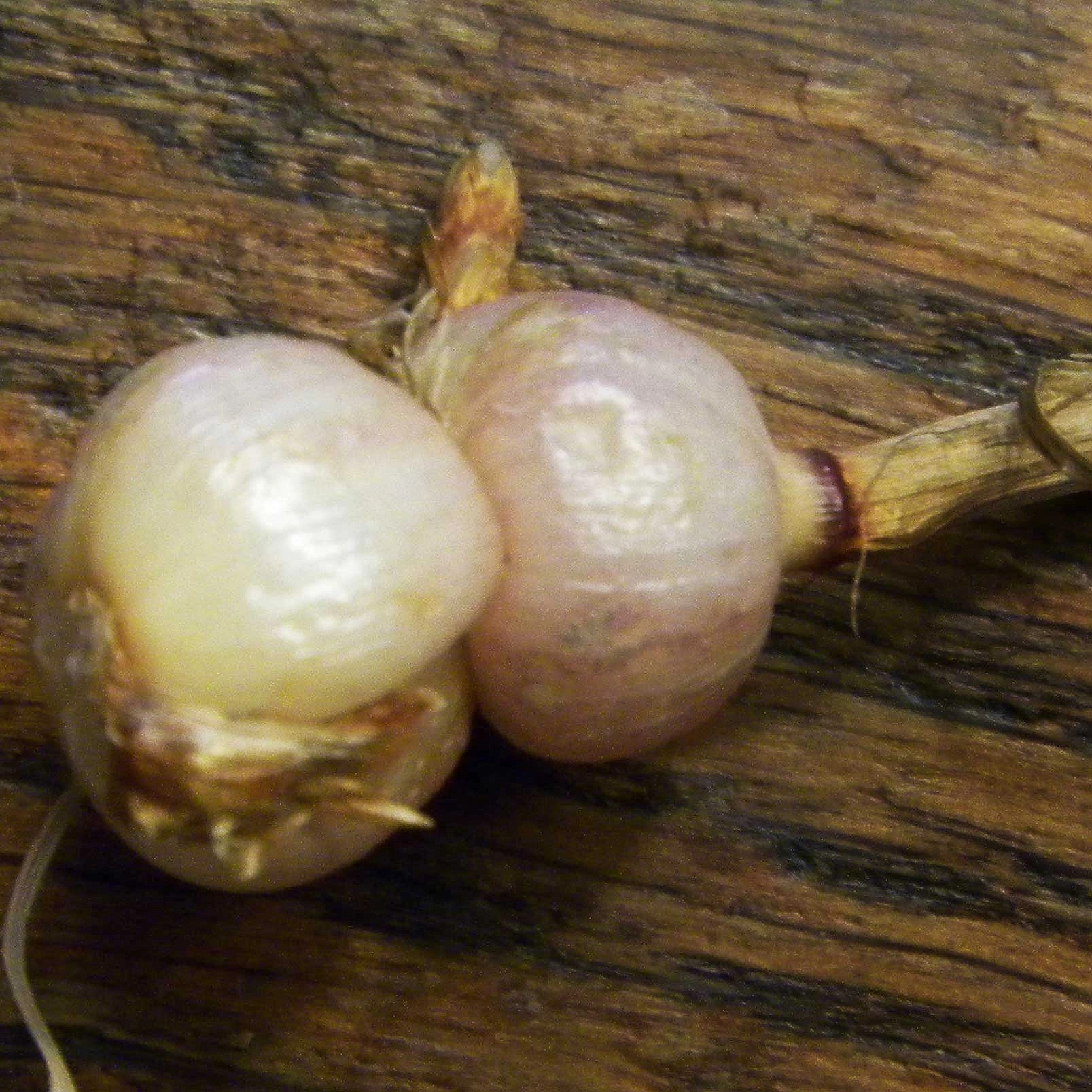 Райграйс бульбоносный