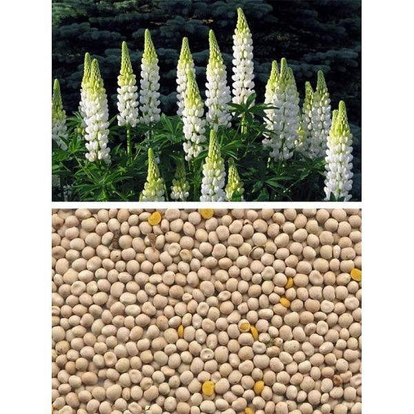 Сидерат Люпин белый 0,5кг