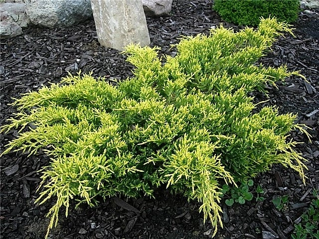 Можжевельник средний 'Голдкиссен'