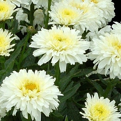 Нивяник 'Кингс Краун'