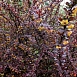 Барбарис обыкновенный 'Атропурпуреа'