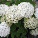 Гортензия древовидная 'Баунти'