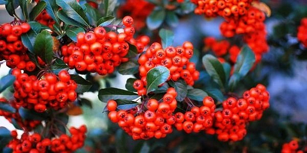 Рябина плодовая 'Сорбинка'