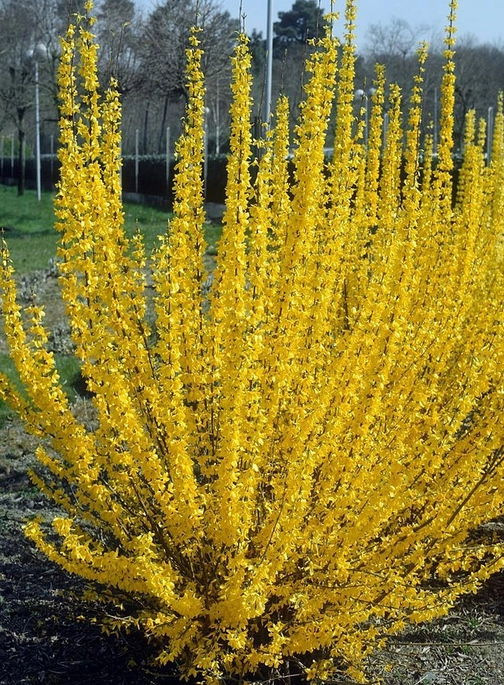 Форзиция промежуточная (средняя) 'Микадор'