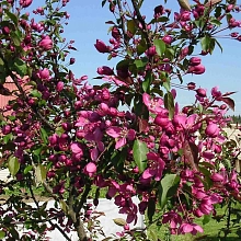 Яблоня декоративная 'Макамик'