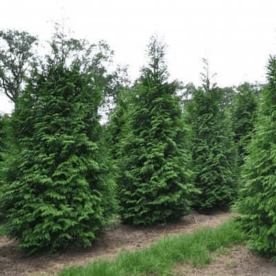 Туя складчатая 'Мартин'