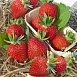 Земляника (клубника) 'Дарселект'