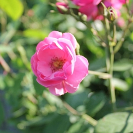 Роза 'Ангела' (флорибунда, шраб) (розовая)