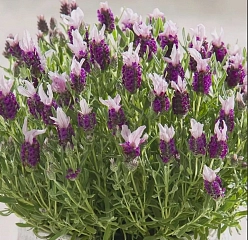 Лаванда стэхадская 'Бандера Пинк' (розовая)