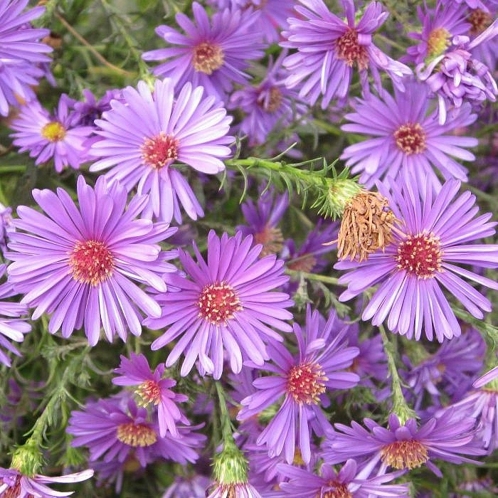 Астра альпийская