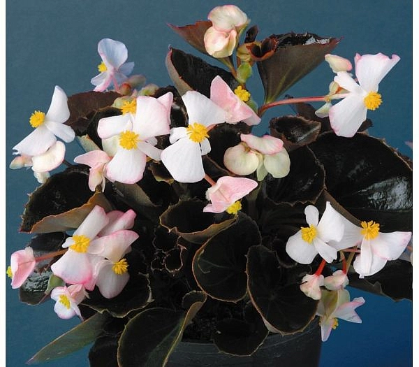 Бегония изящная 'Эрика Бронз Биколор' (белая с розовой каймой, темн. лист)