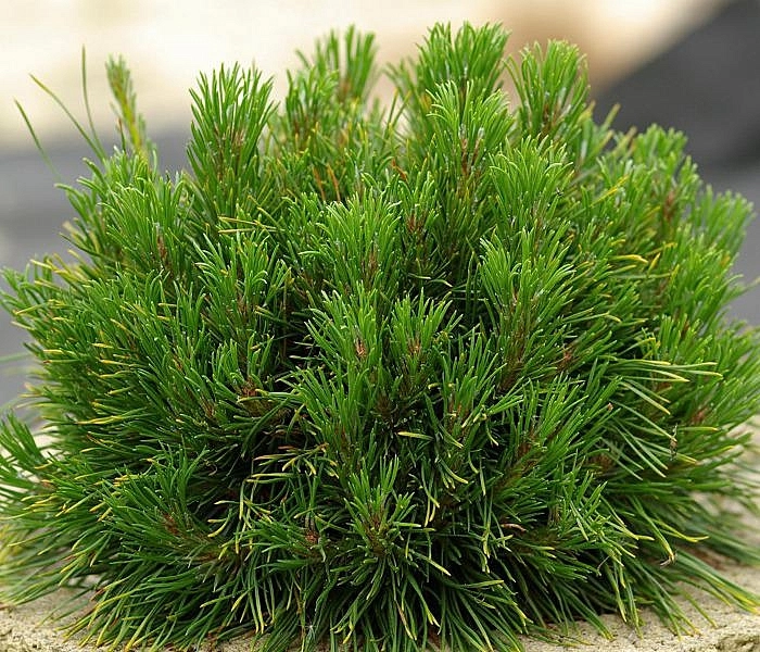 Сосна горная 'Варелла'
