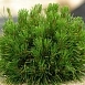 Сосна горная 'Варелла'