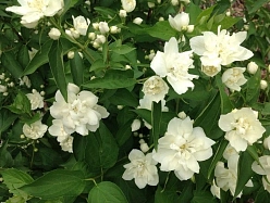 Чубушник 'Лунный свет'