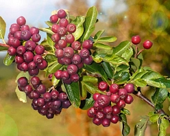 Рябина плодовая 'Ликерная'