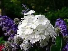 Флокс каролинский 'Мисс Лингард'