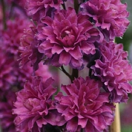 Дельфиниум (живокость) 'Фламинго'