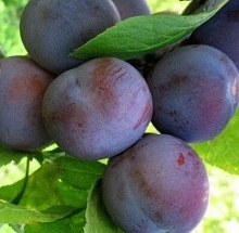 Слива 'Ренклод Воронежский'