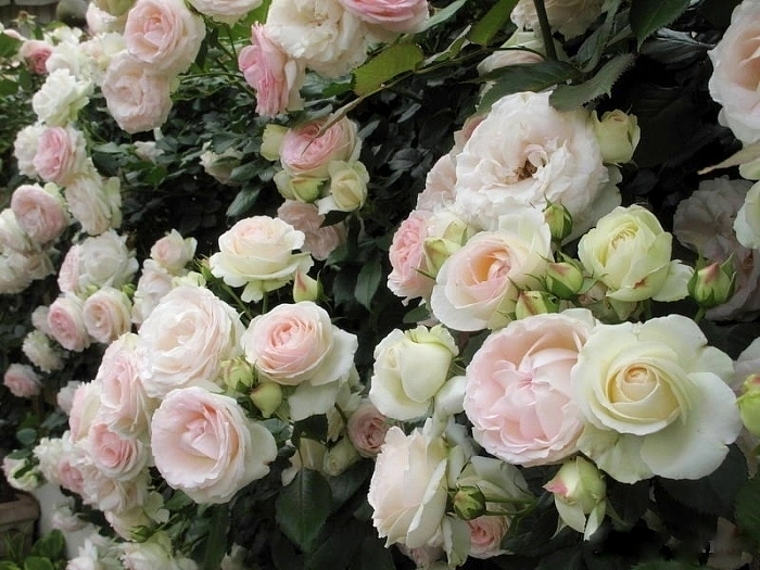 Роза 'Пале Руаяль' (плетистая) (бело-кремовая с зеленоватым оттенком)