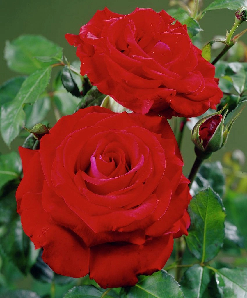 Роза 'Гранд Класс' (чайно-гибридная) (красная)