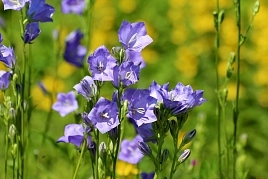 Колокольчик