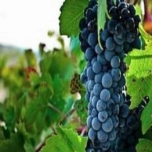 Виноград 'Дик'