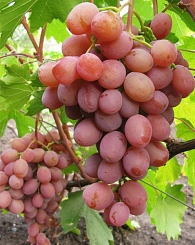 Виноград 'Хамелеон'