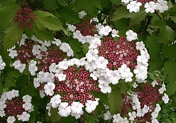 Калина Саржента