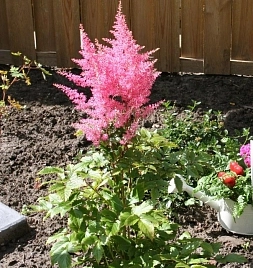 Астильба японская Рейнланд