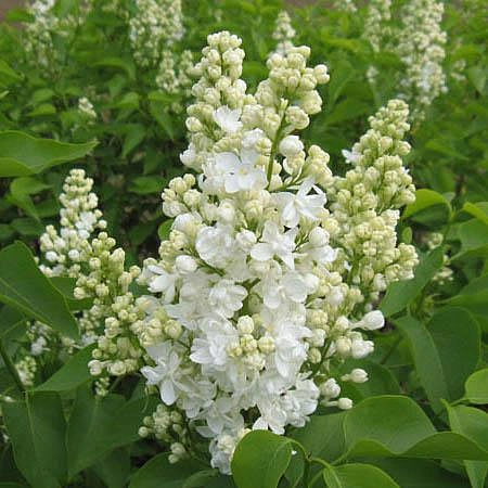 Сирень обыкновенная 'Лиега' (белая)