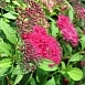 Спирея японская 'Дартс Ред'