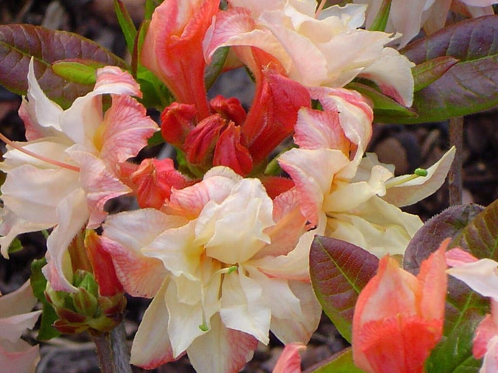 Рододендрон желтый (азалия) 'Кэннонс Дубле' (желто-кремовый с розовым)