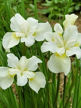 Ирис сибирский 'Уайт Свирл'