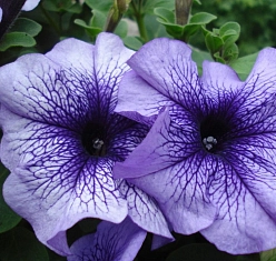 Петуния (сурфиния) гибридная 'Тритуния Блю Вейнд' (сиреневая с прожилками)