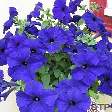 Петуния (сурфиния) гибридная 'Фалкон Блю' (синяя)