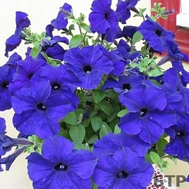 Петуния (сурфиния) гибридная 'Фалкон Блю' (синяя)