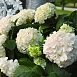 Гортензия крупнолистная 'Эндлесс Саммер Брайд'