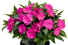 Семена Бальзамин