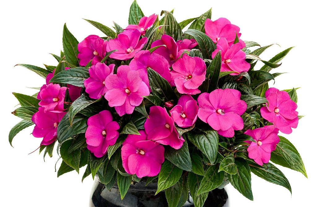 Семена Бальзамин