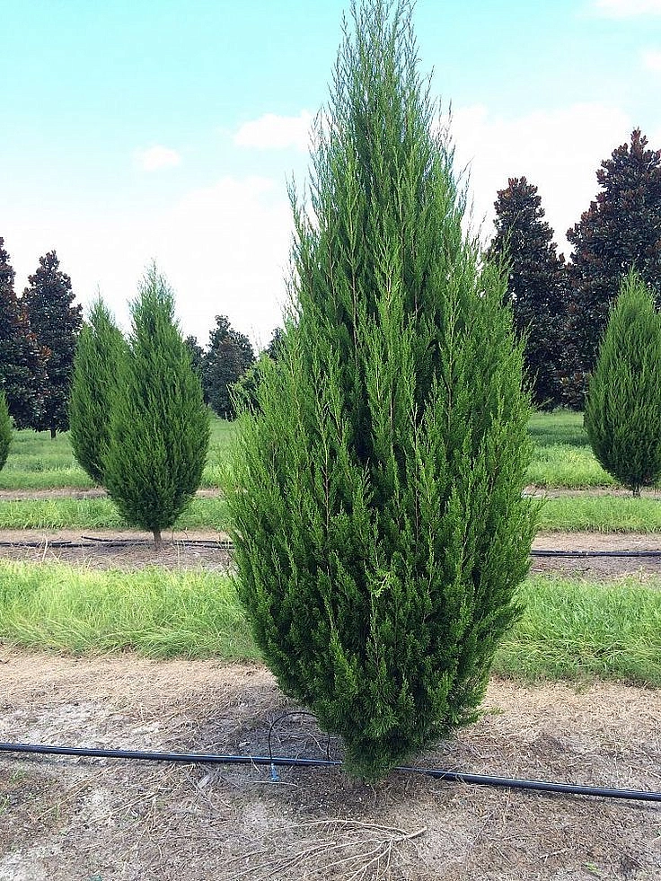 Можжевельник виргинский