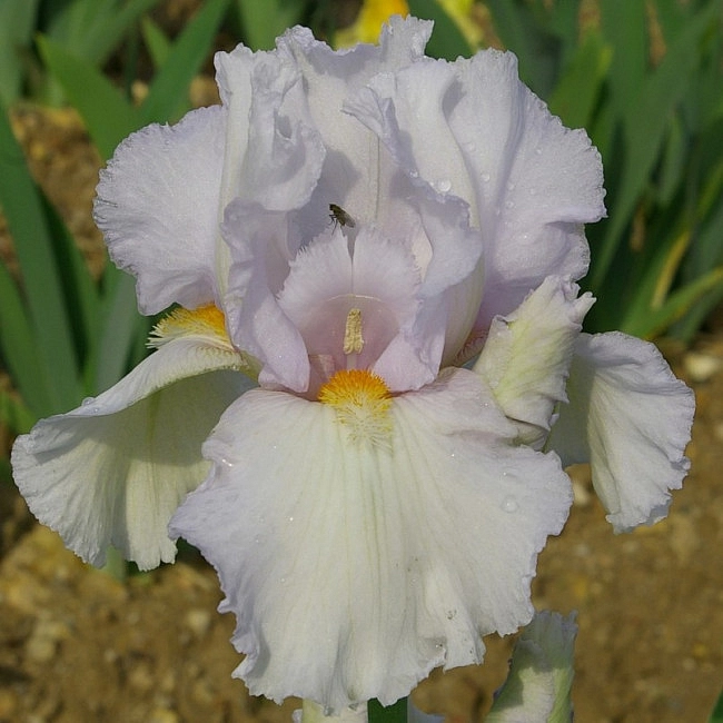 Ирис германский 'Эдит Волфорд' 