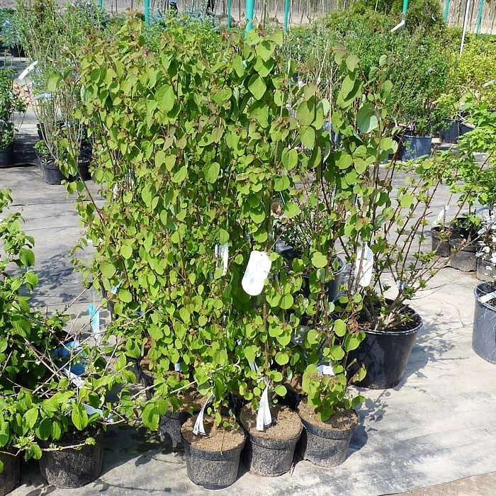 Багряник японский