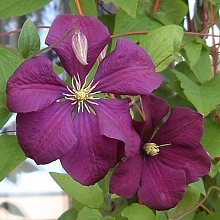 Клематис 'Жакмана'