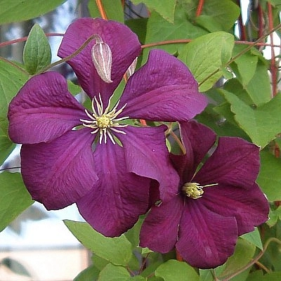 Клематис 'Жакмана' Клематис 'Жакмана'